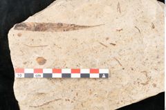 Foto (Detailansicht) von Myrica lignitum Unger (NHMW-GEO-2024-0188-4015)